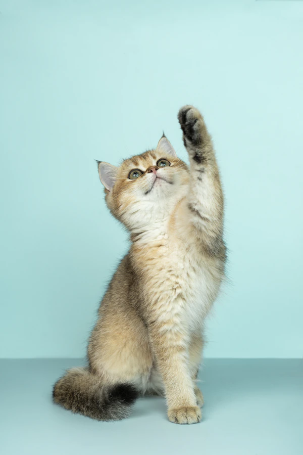 Retrato de Marina Castelo